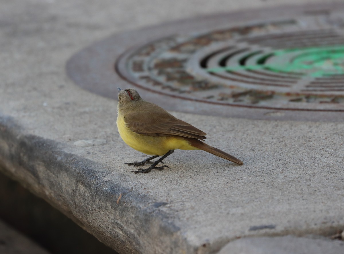 Пікабуї - ML627287195