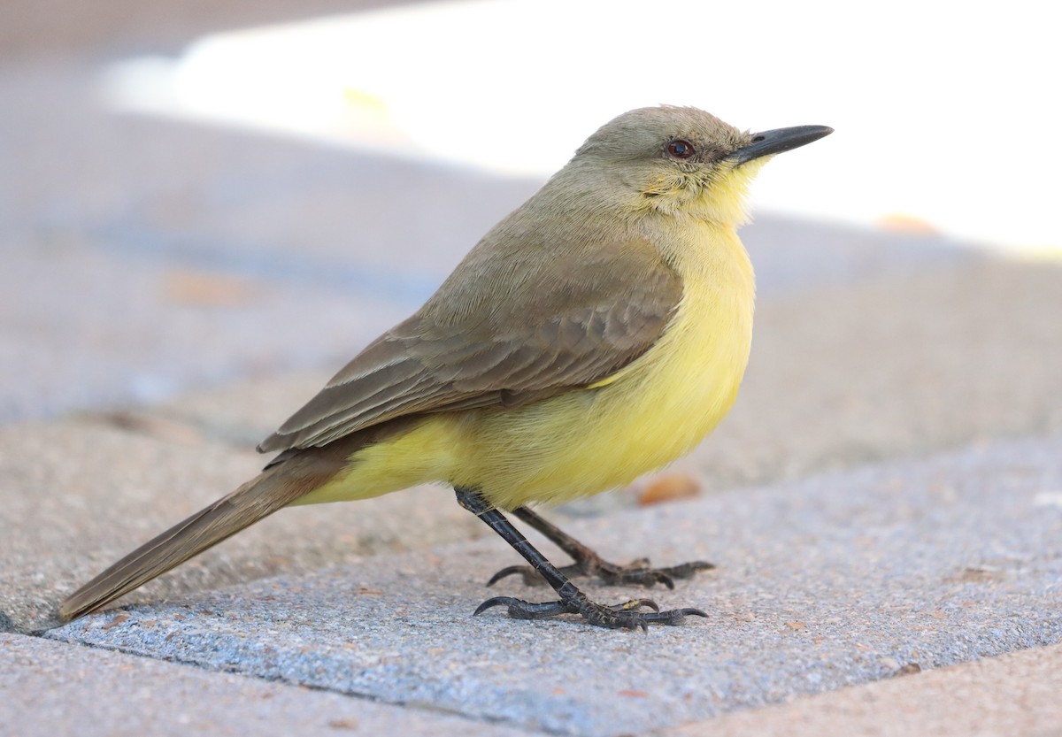 Пікабуї - ML627287196