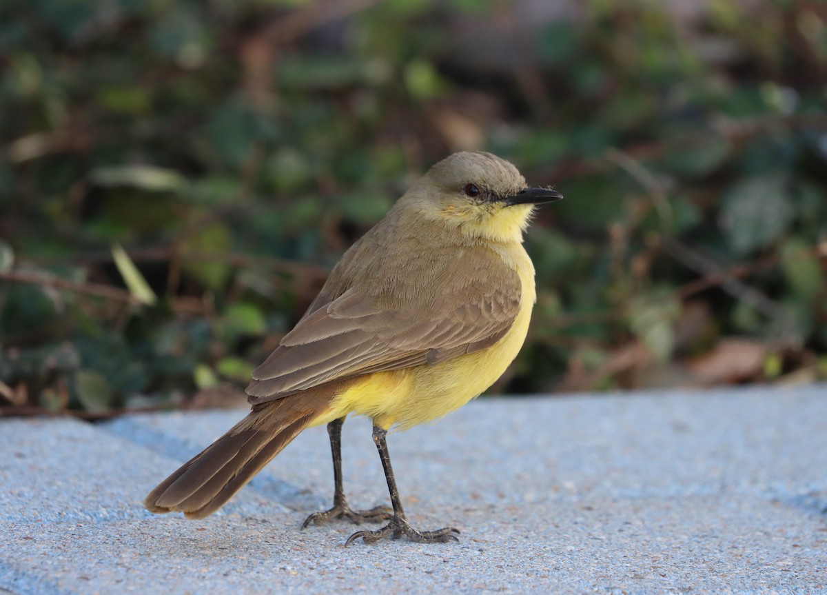 Пікабуї - ML627287197