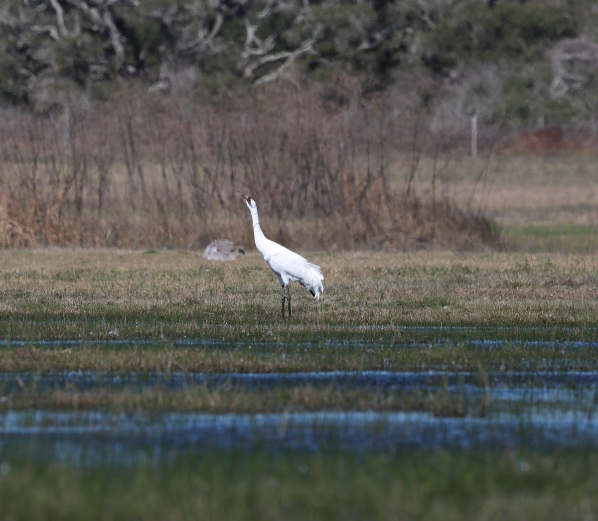 Журавель американський - ML627287216
