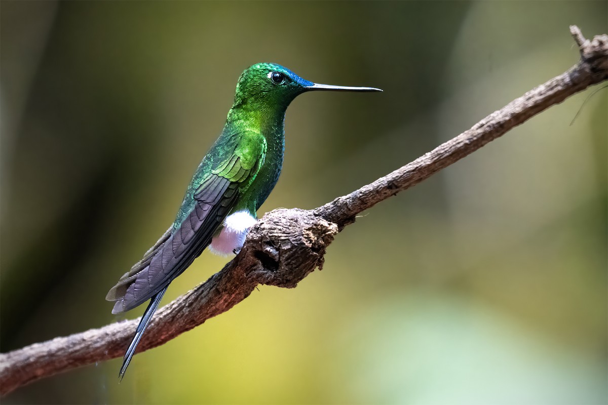Sapphire-vented Puffleg (Sapphire-vented) - ML627287707