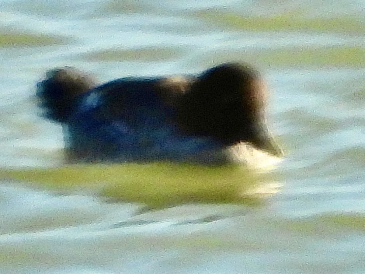 鵲鴨 - ML627287716