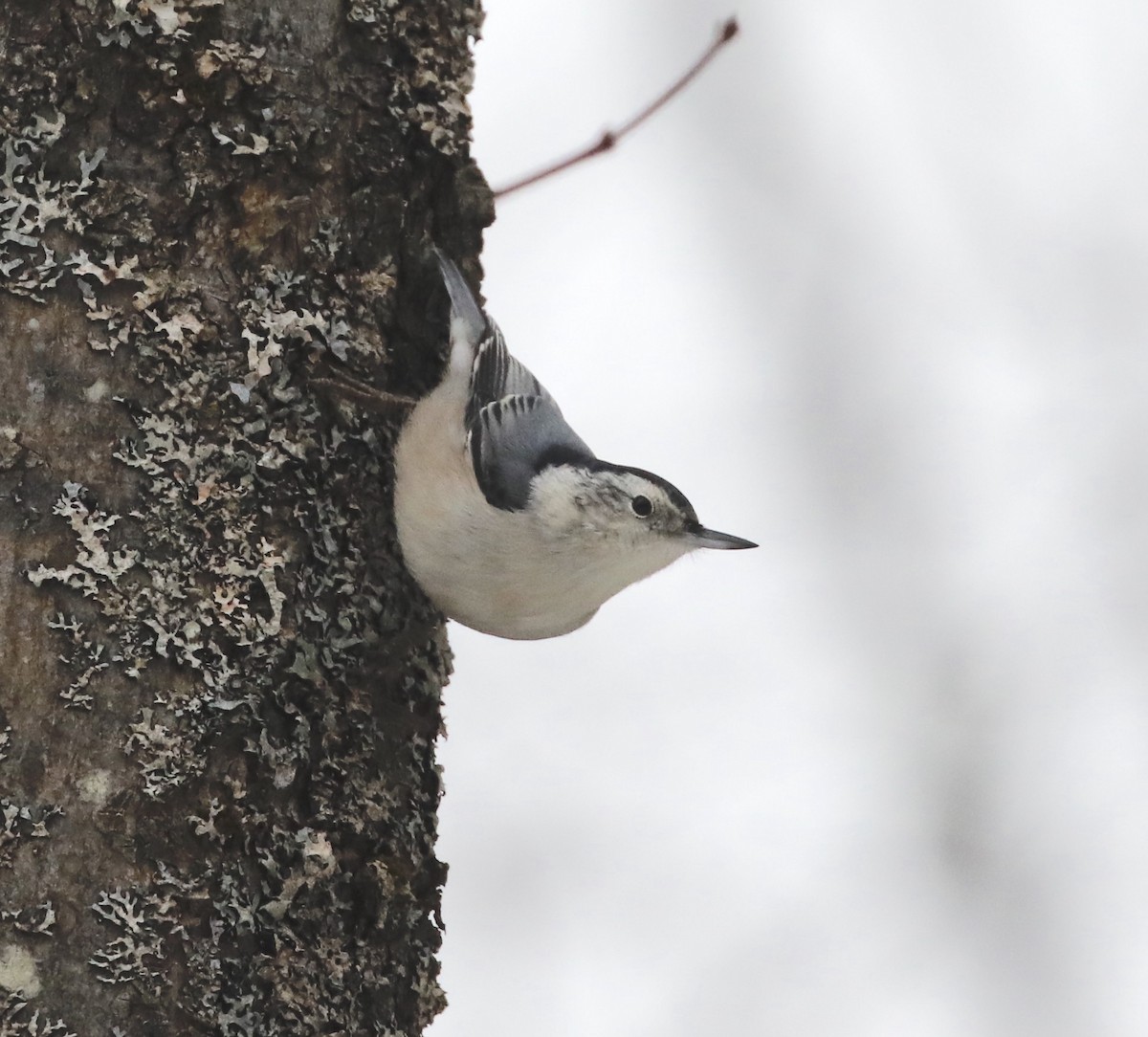 hvitbrystspettmeis (carolinensis) - ML627287943