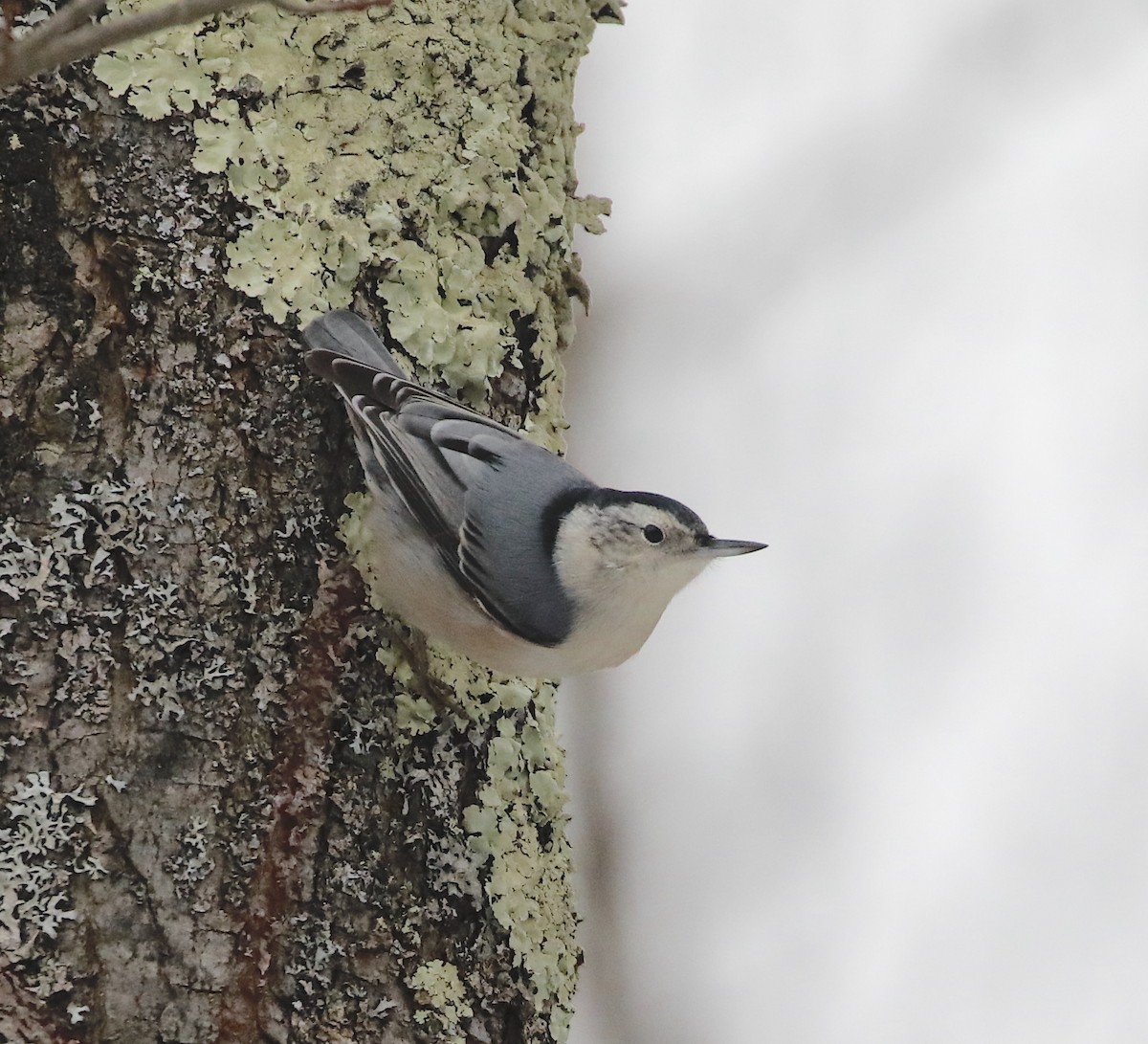 hvitbrystspettmeis (carolinensis) - ML627287944