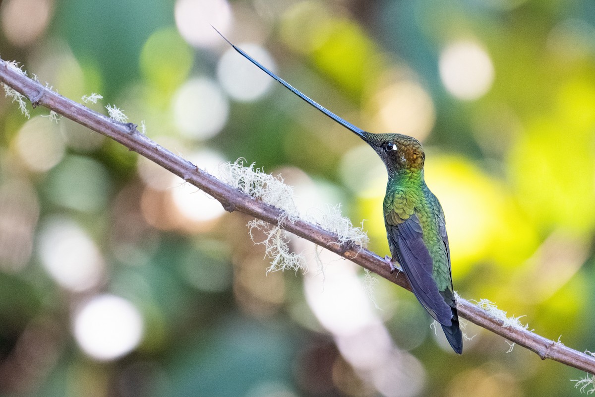 Sword-billed Hummingbird - ML627288062