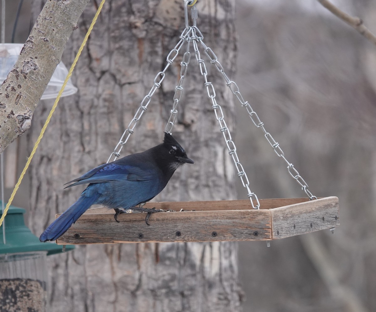 Steller's Jay - ML627288385