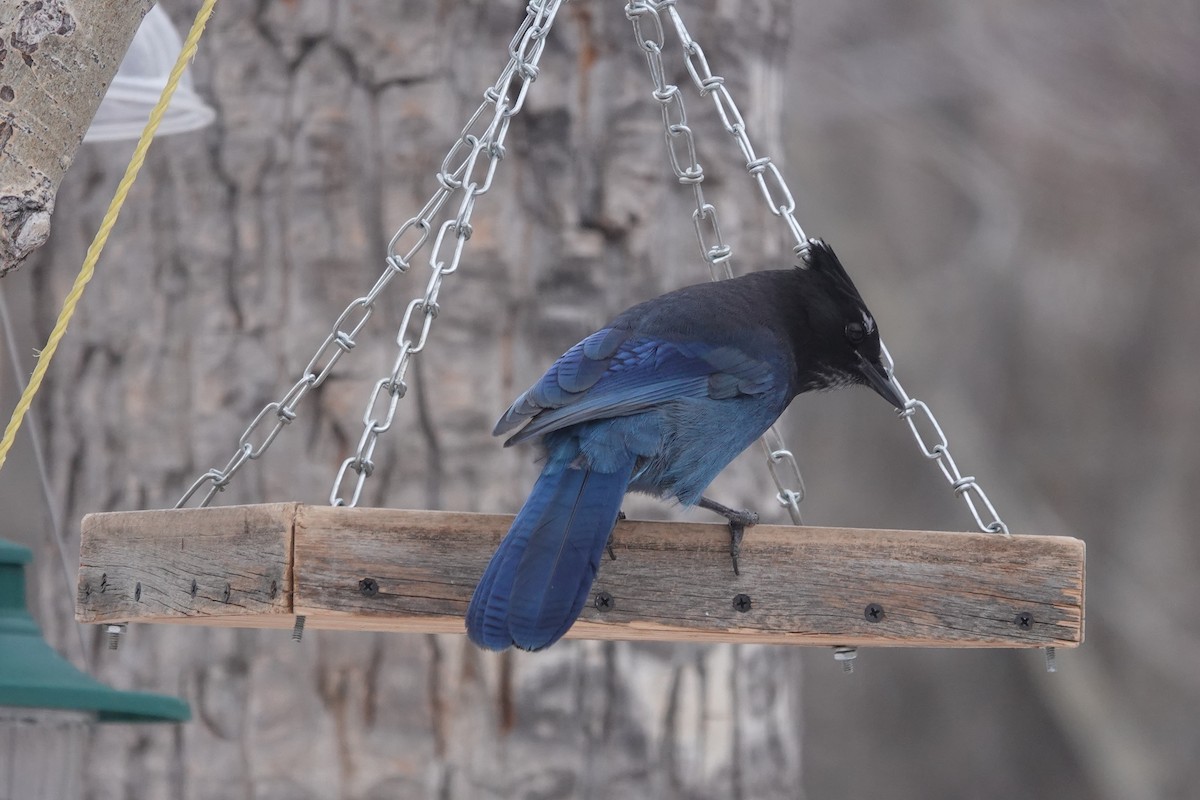Steller's Jay - ML627288386