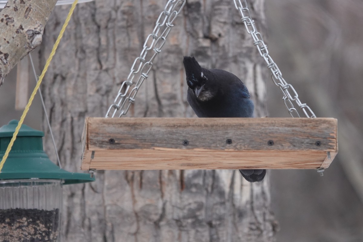Steller's Jay - ML627288387