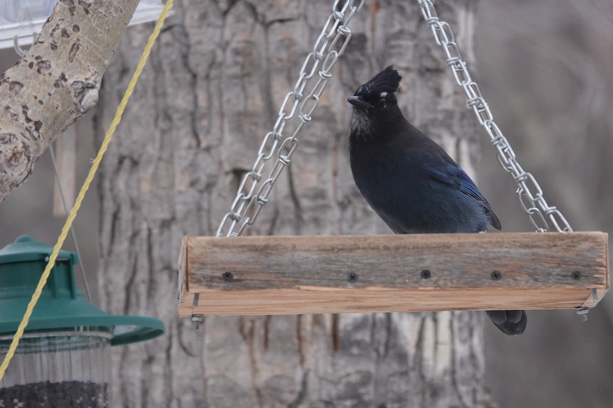 Steller's Jay - ML627288388