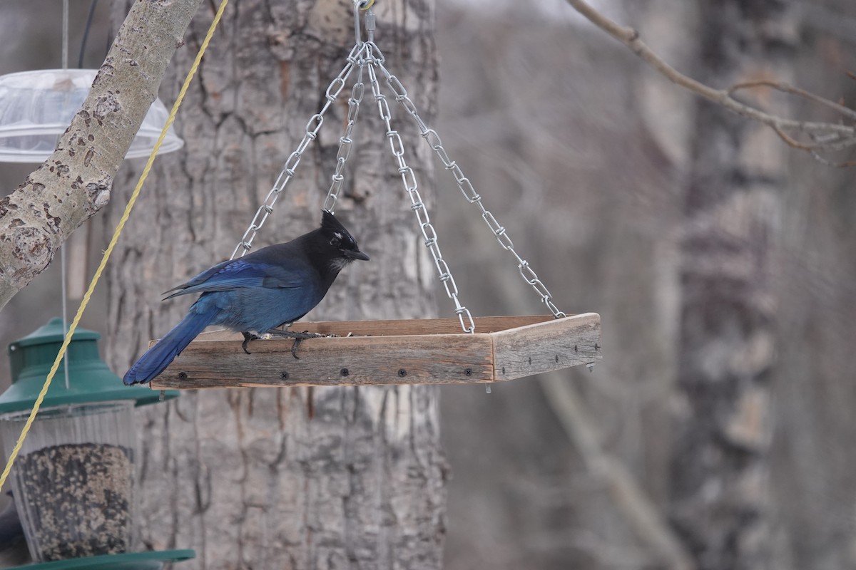 Steller's Jay - ML627288390