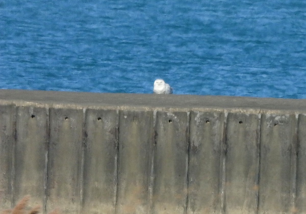 Snowy Owl - ML627288440