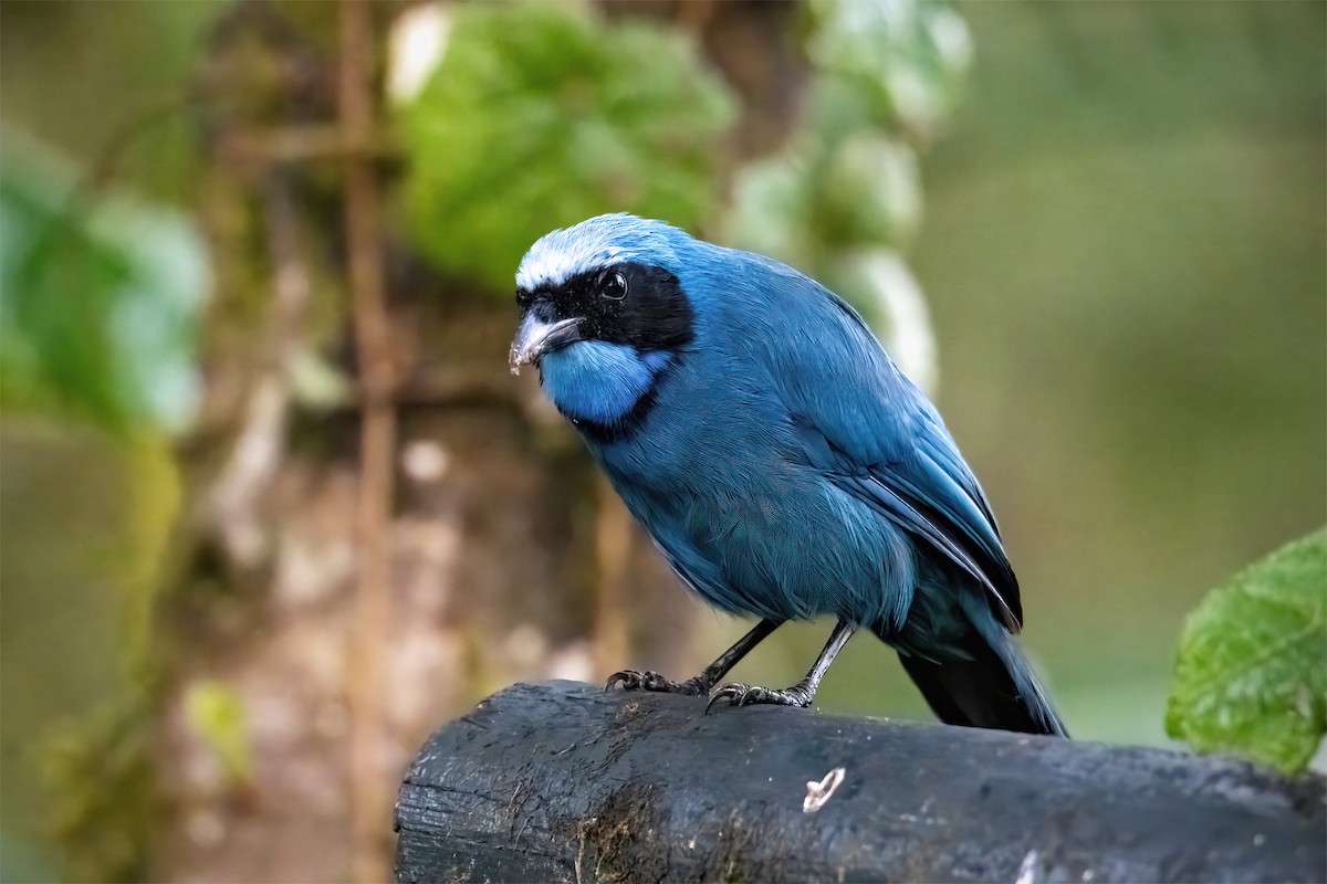 Turquoise Jay - ML627288685