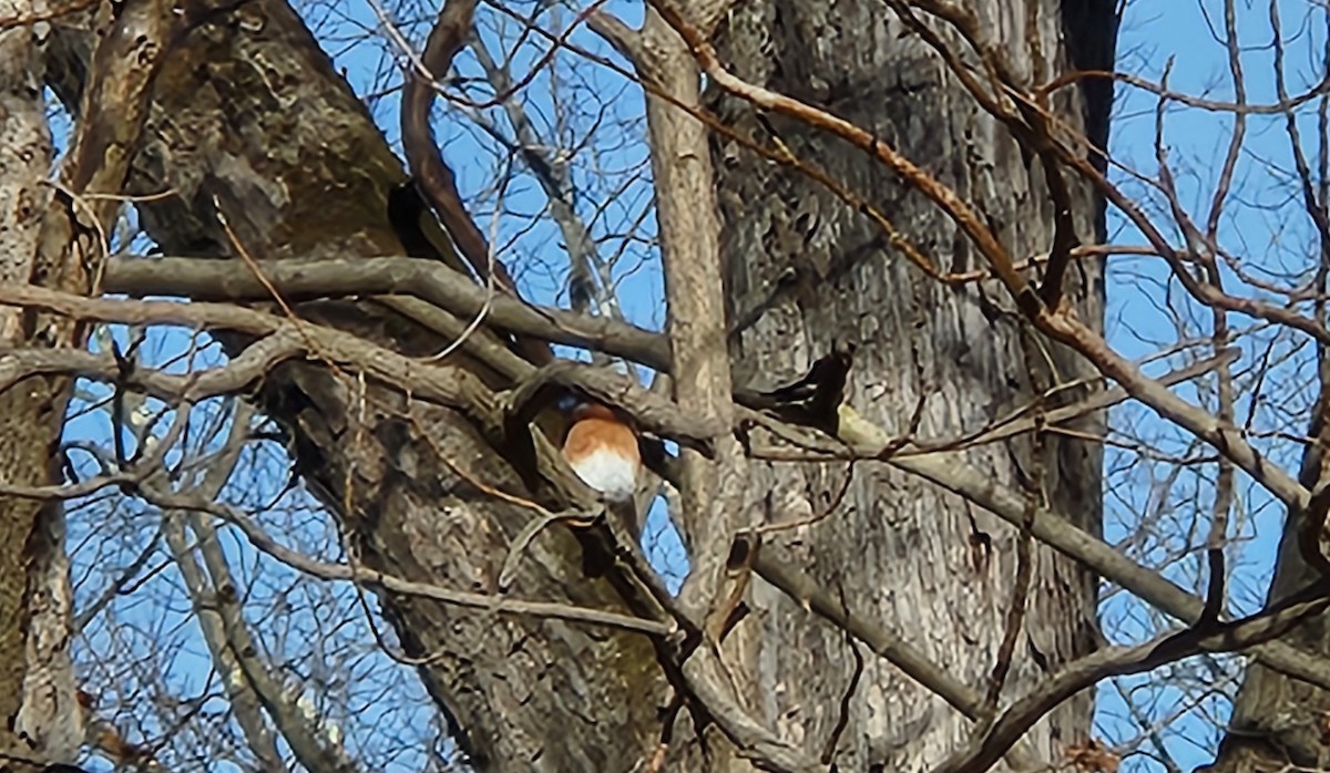 Eastern Bluebird - ML627288762