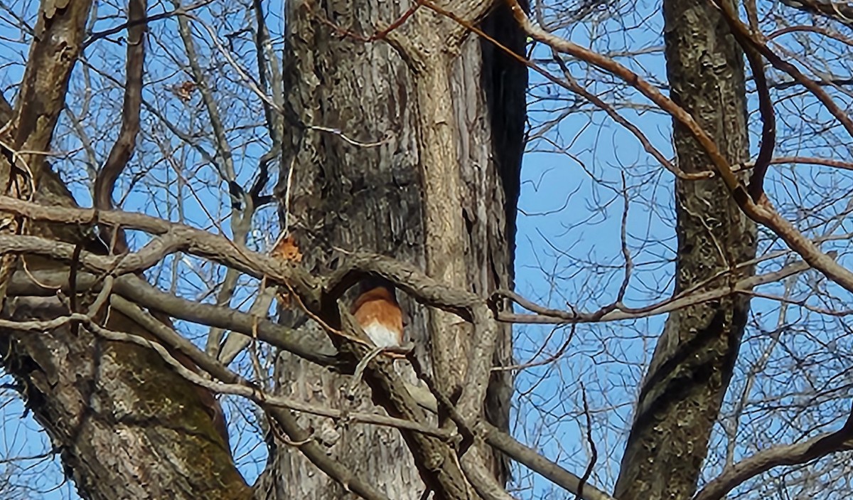 Eastern Bluebird - ML627288766