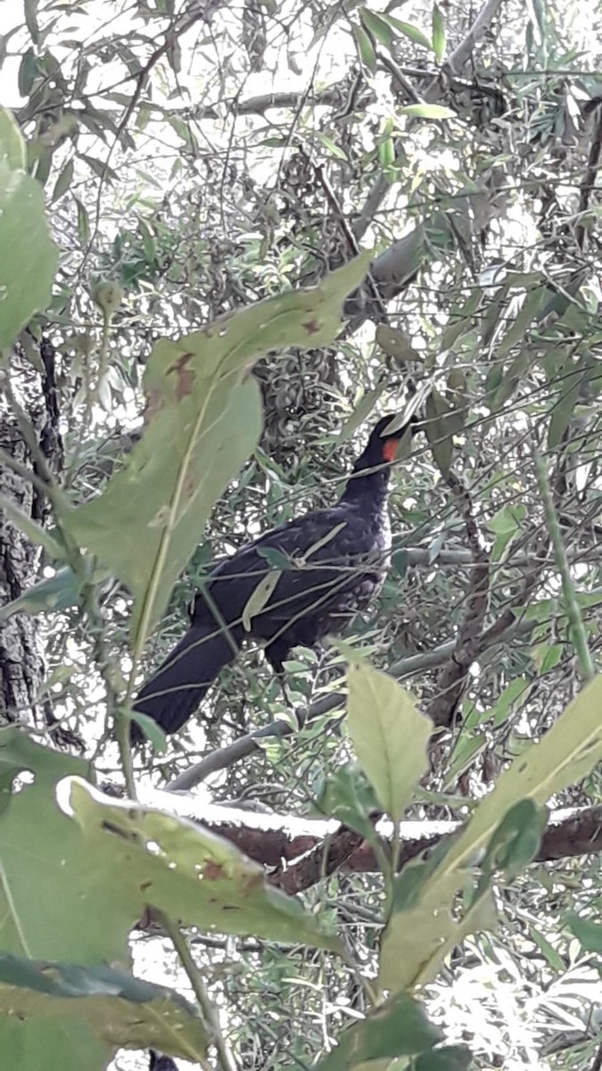 Dusky-legged Guan - ML627288783