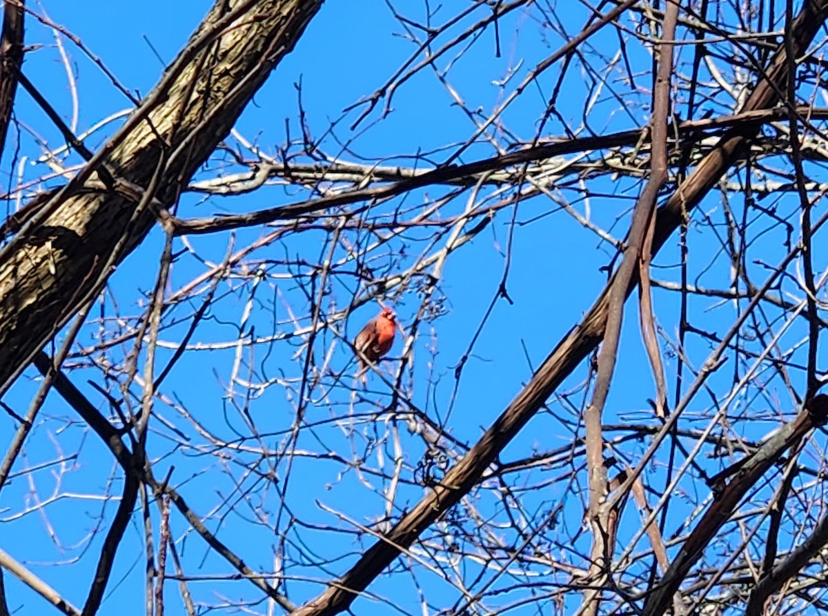 Northern Cardinal - ML627288791