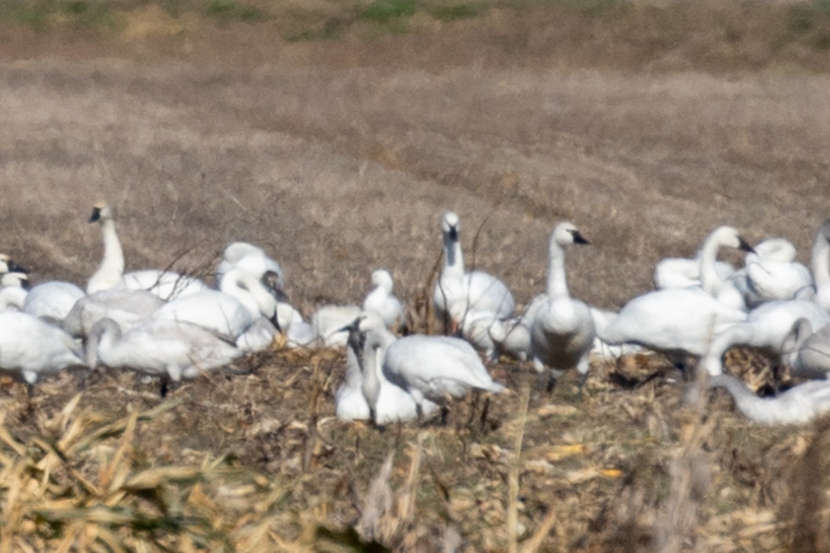 Ross's Goose - ML627288804