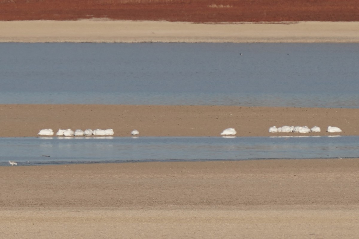 American White Pelican - ML627288810