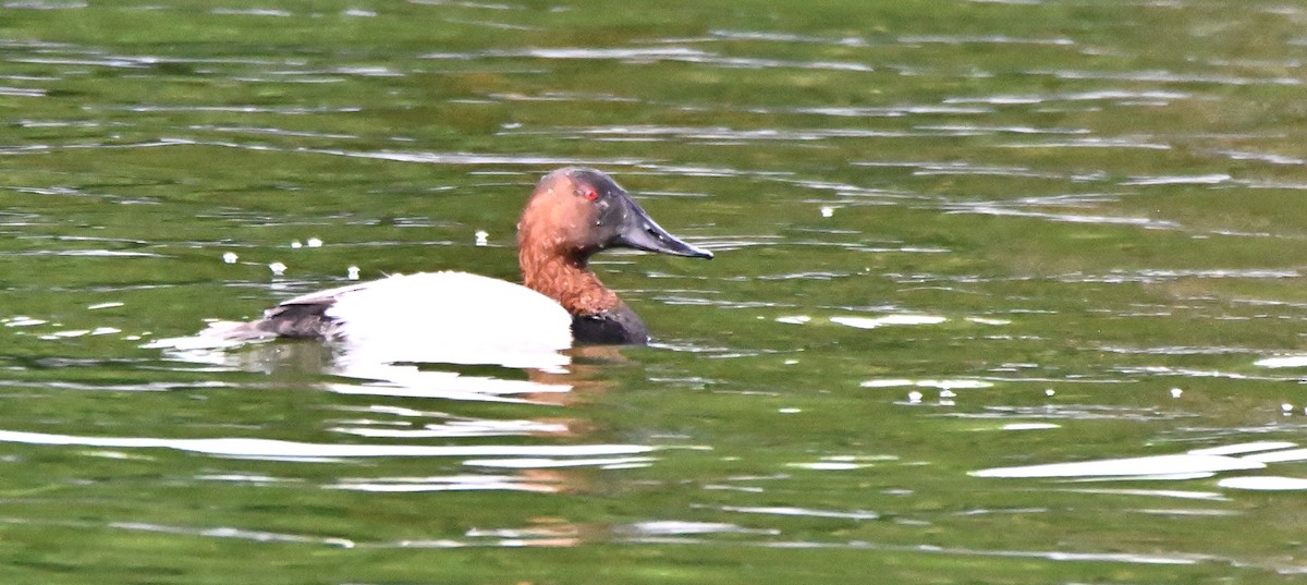 Canvasback - ML627288825