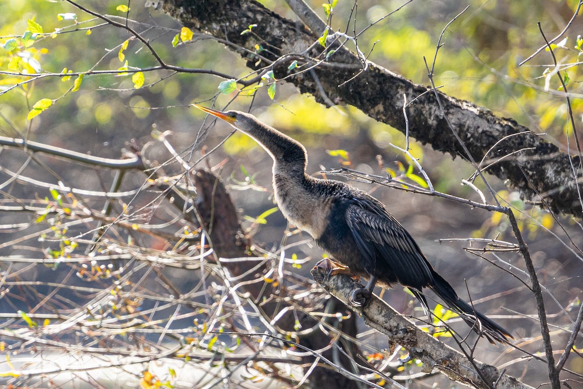 Anhinga - ML627288859