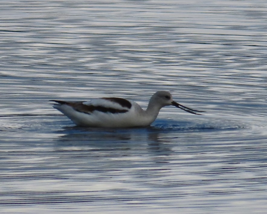 American Avocet - ML627288953