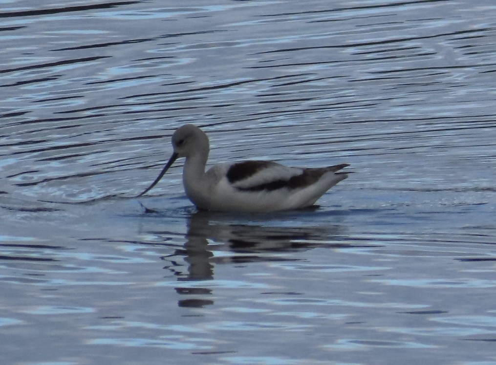 American Avocet - ML627288954
