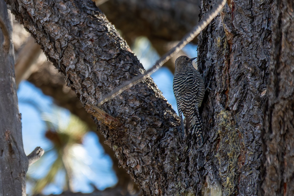 Williamson's Sapsucker - ML627288979