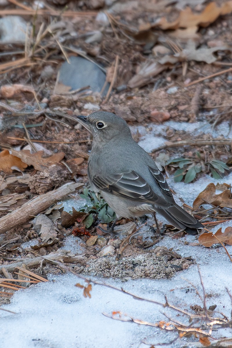 Townsend's Solitaire - ML627288995