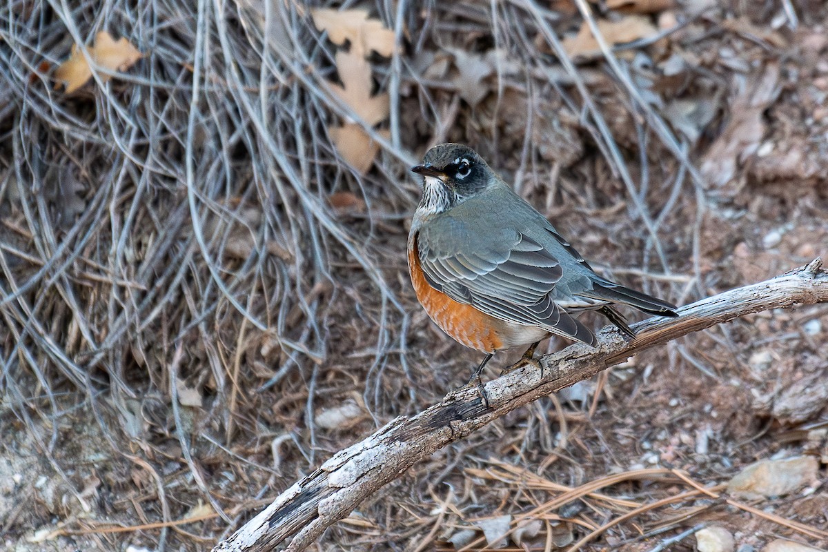 American Robin - ML627289038