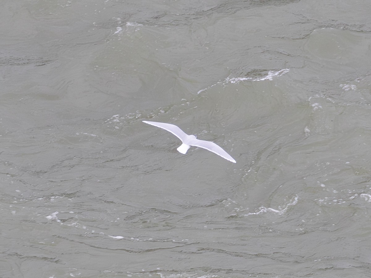 ヒメカモメ - ML627289041