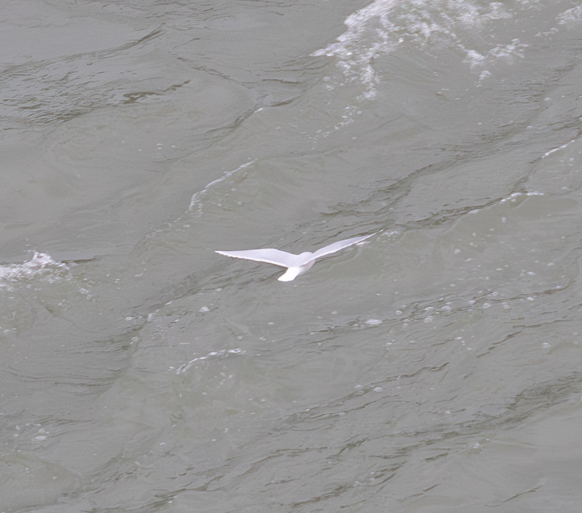 ヒメカモメ - ML627289042