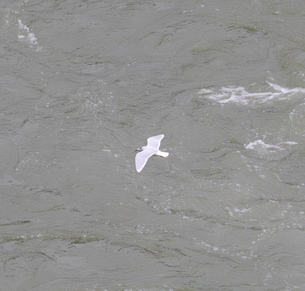 ヒメカモメ - ML627289043