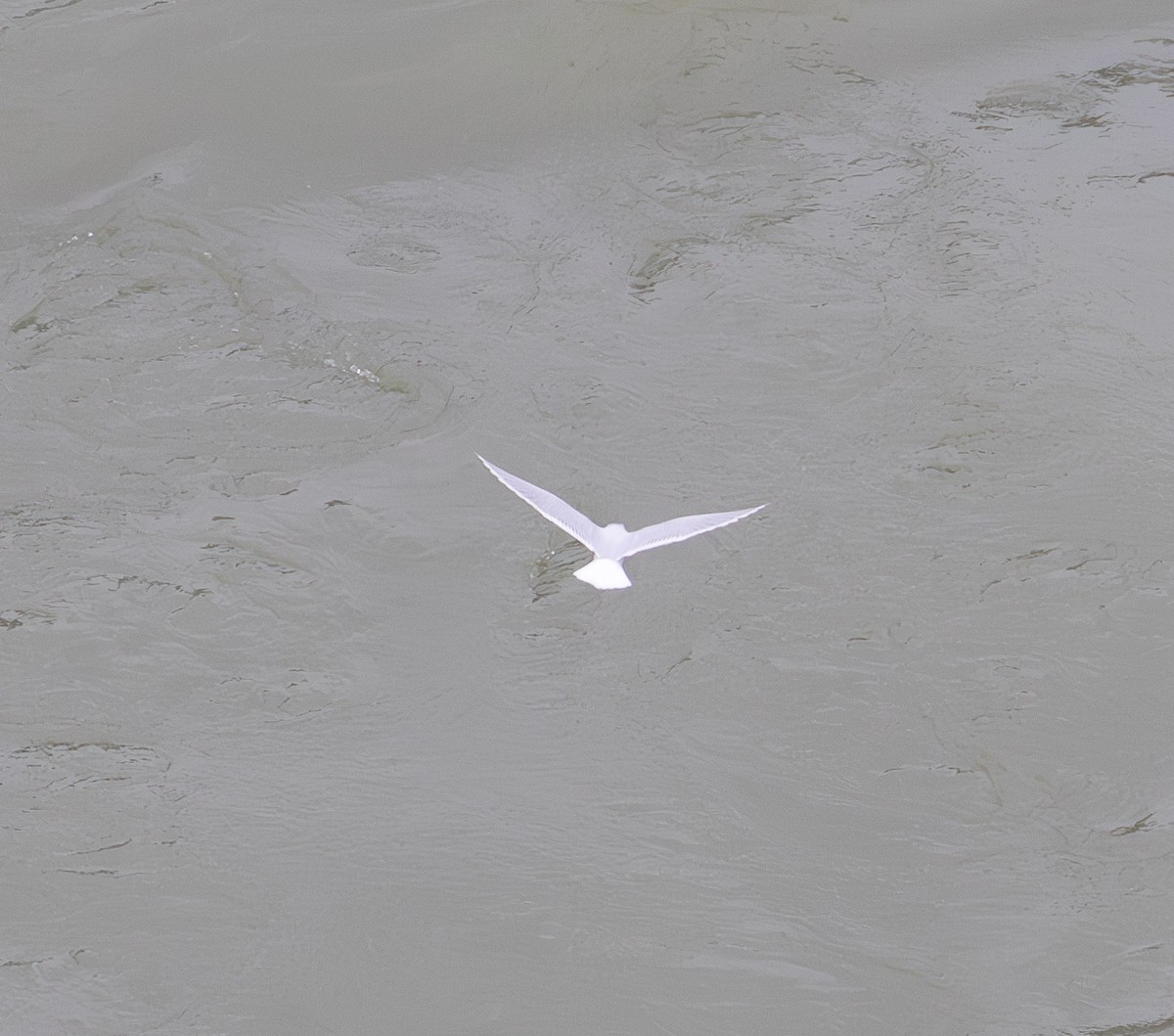 ヒメカモメ - ML627289044