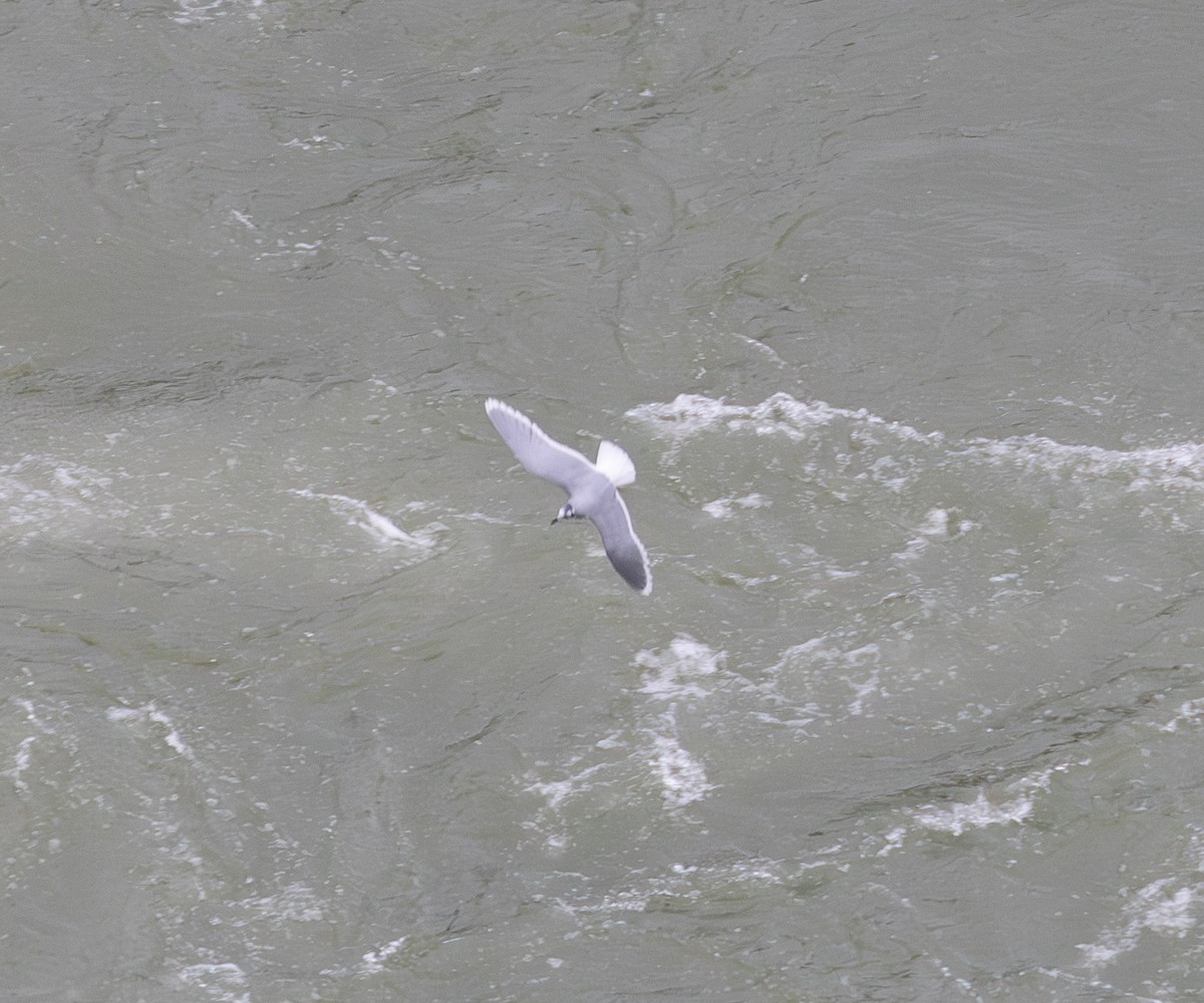 ヒメカモメ - ML627289045