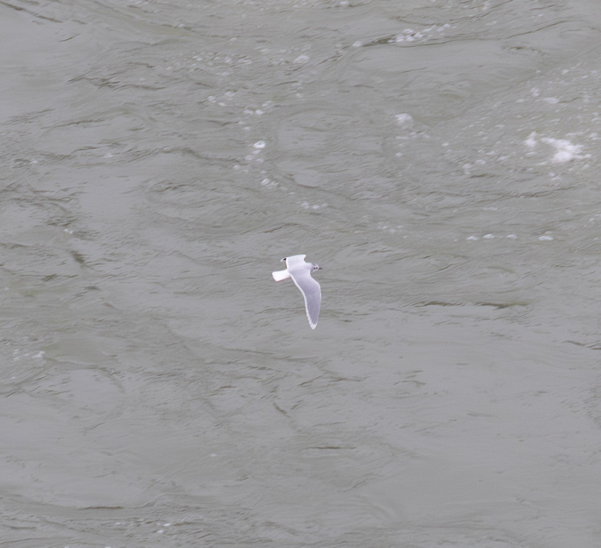 ヒメカモメ - ML627289046