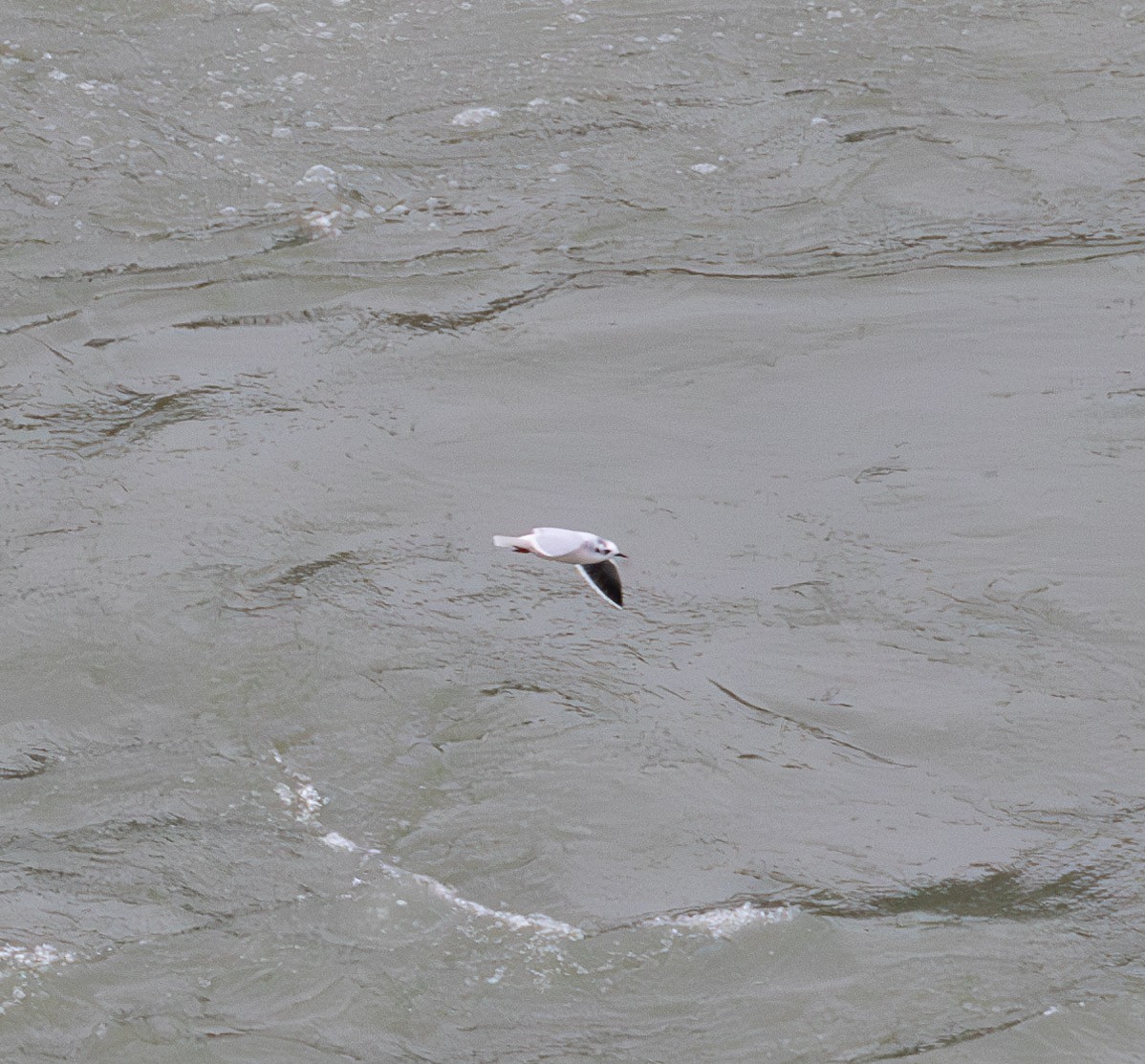 ヒメカモメ - ML627289047