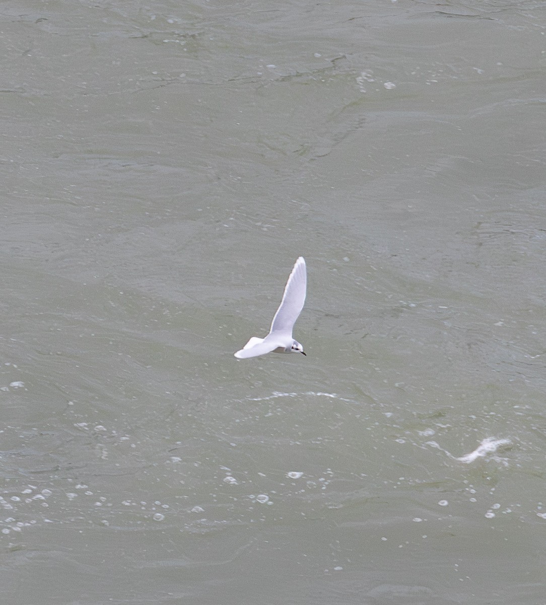 ヒメカモメ - ML627289048