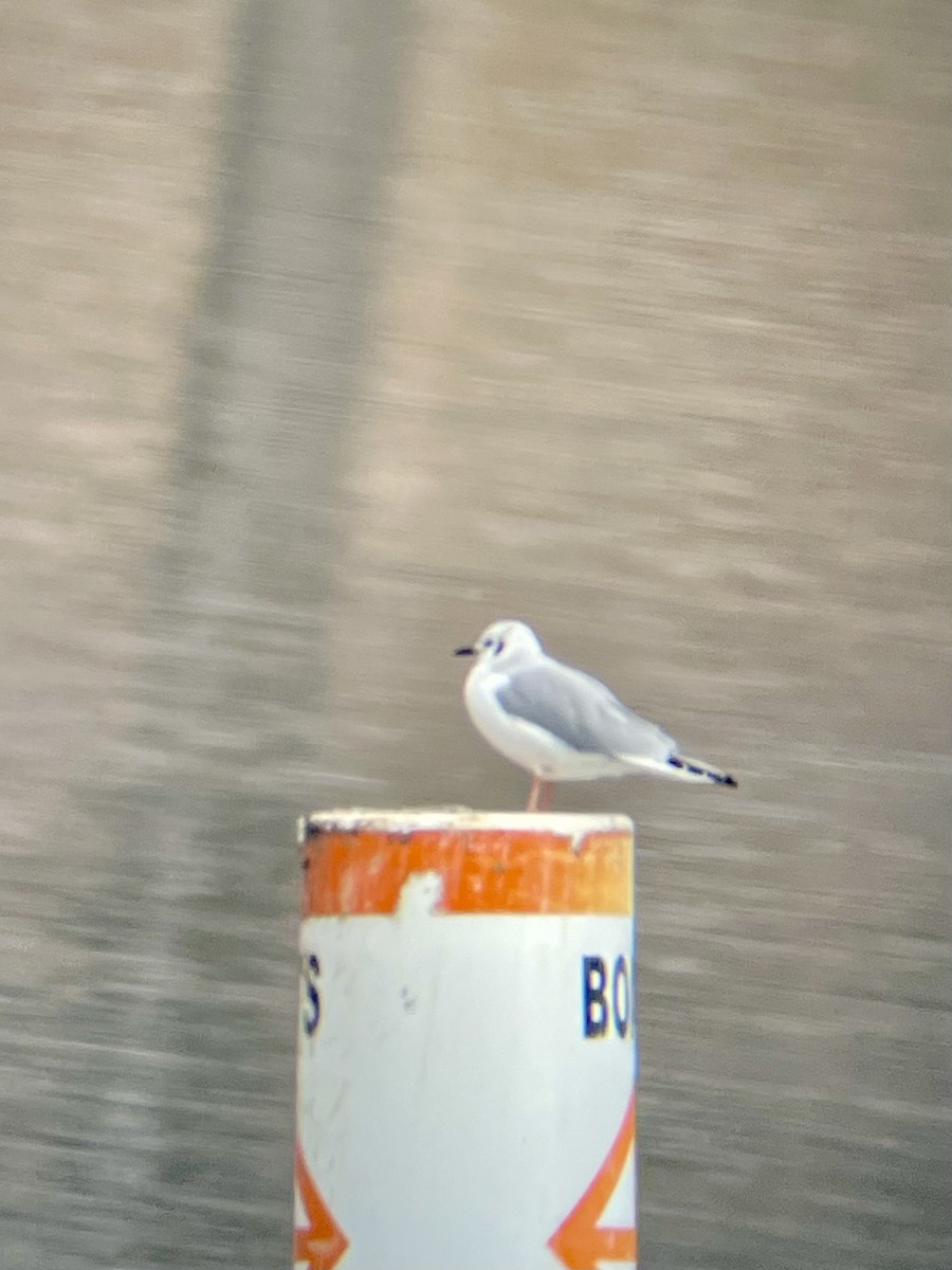 Bonaparte's Gull - ML627289086