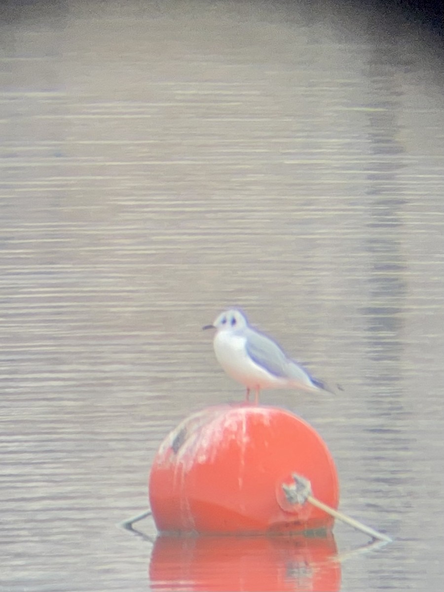 Bonaparte's Gull - ML627289087