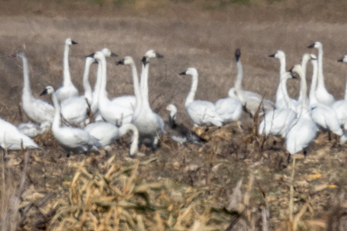 Snow Goose - ML627289106