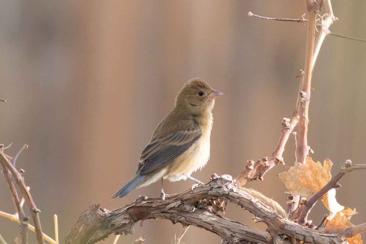 Indigo Bunting - ML627289196