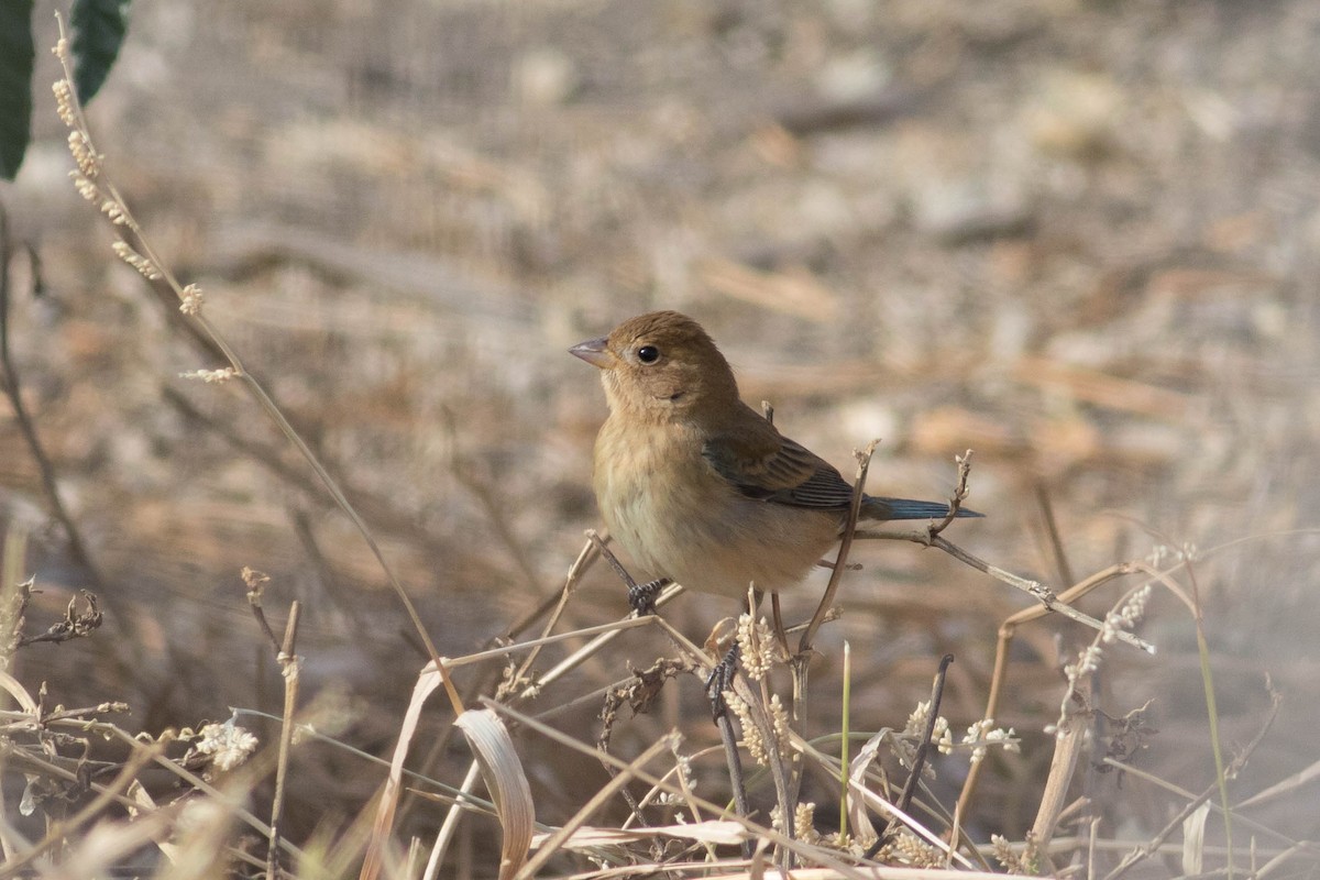 Indigo Bunting - ML627289211