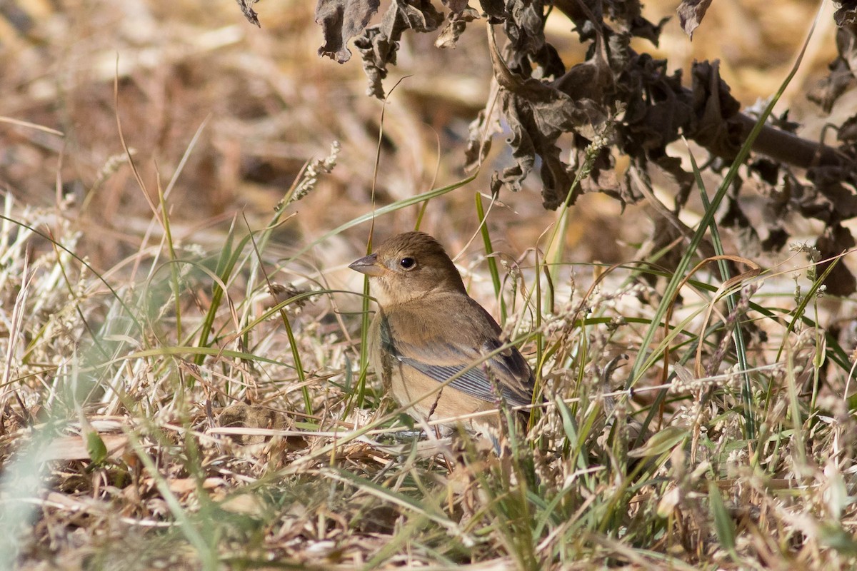 Indigo Bunting - ML627289222