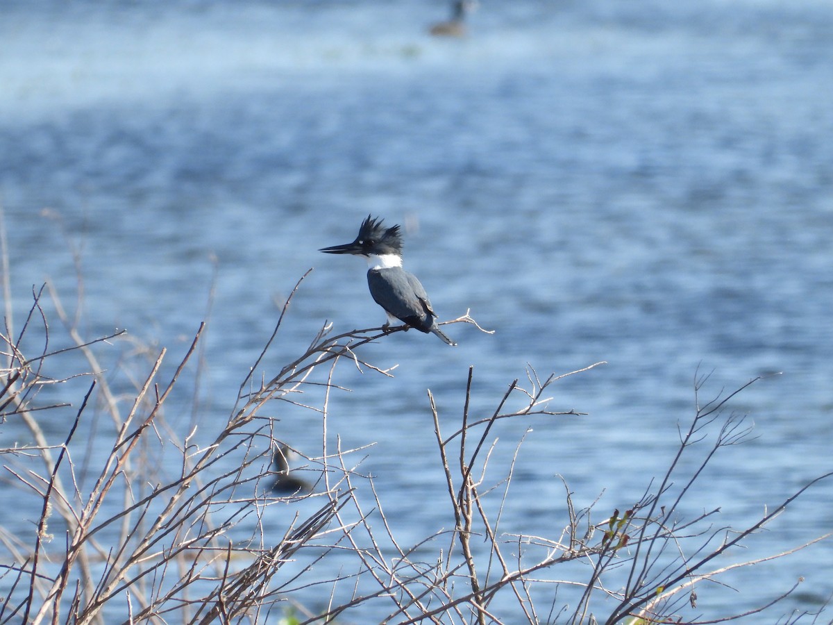 Belted Kingfisher - ML627289237