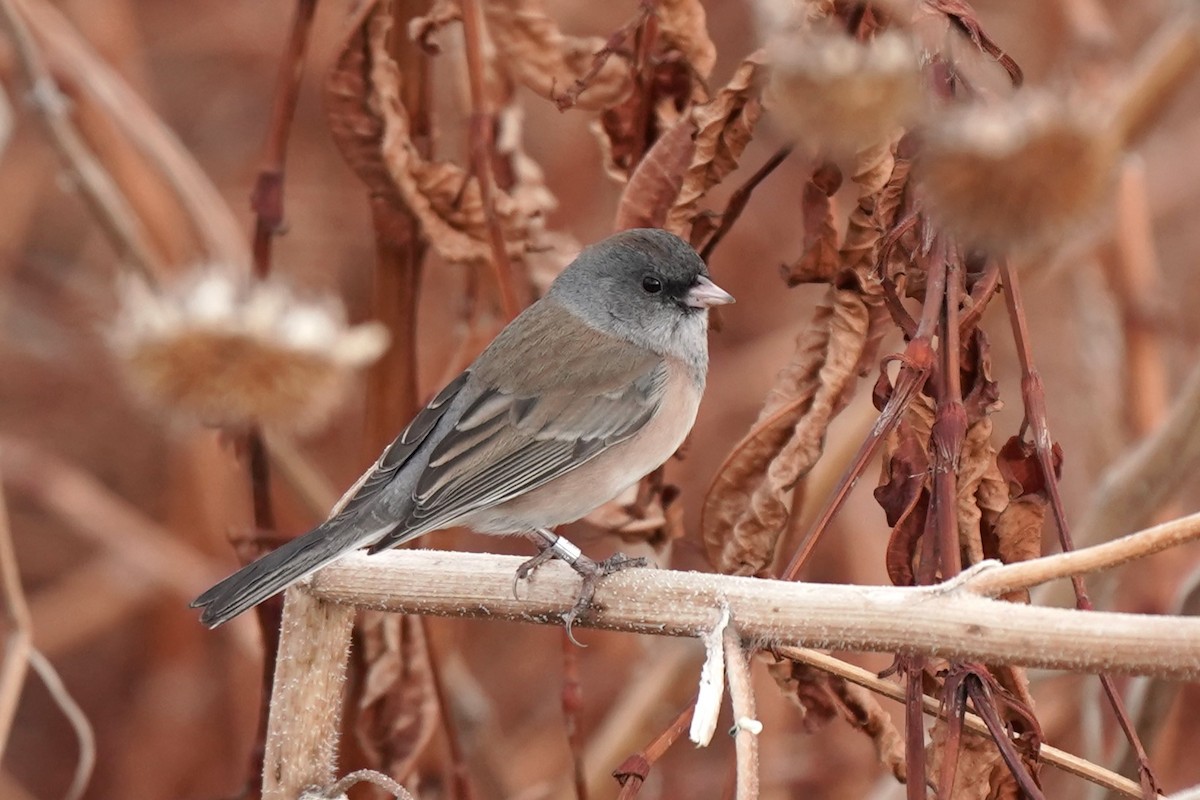 Dark-eyed Junco (Pink-sided) - ML627289280