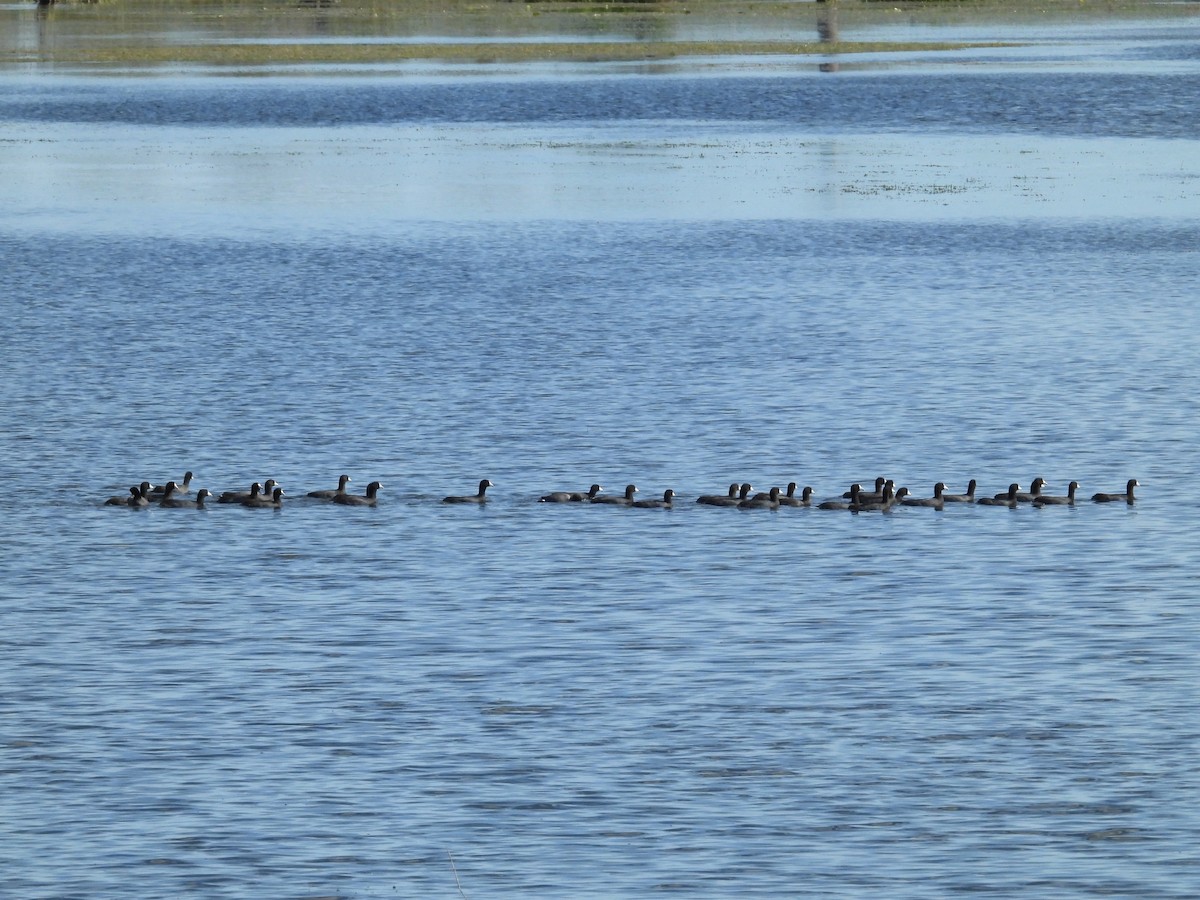 American Coot - ML627289333