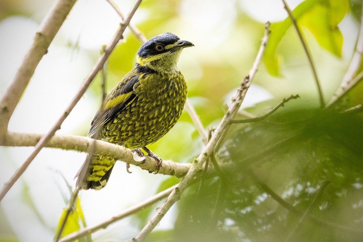 Scaled Fruiteater - ML627289360