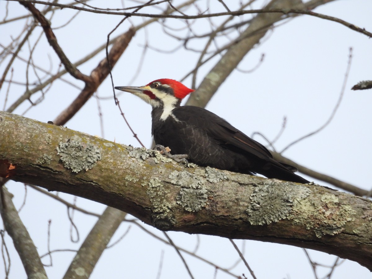 Pileated Woodpecker - ML627289435