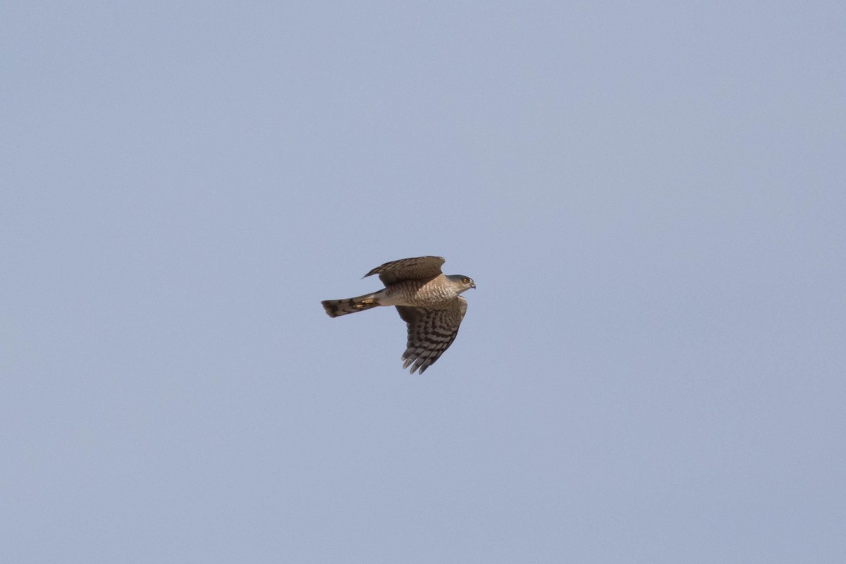 Sharp-shinned Hawk - ML627289489