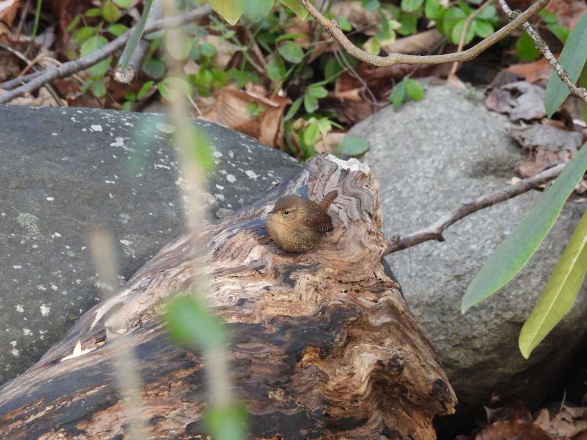 Winter Wren - ML627289493
